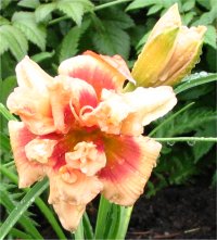 Hemerocallis Forty second street - H�m�rocalle