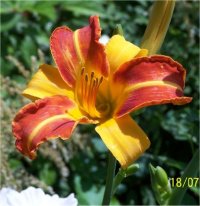 Hemerocallis Frans Hall - H�m�rocalle