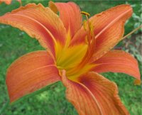 Hemerocallis Fulva - Photo d'h�m�rocalle fulva