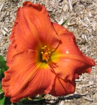 Hemerocallis House of orange - Photo de fleur h�m�rocalle