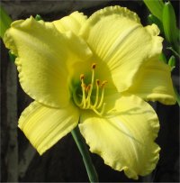 Hemerocallis Hyperion - Photo de fleur d'H�m�rocalle Hyperion