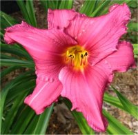 Hemerocallis Imperial Impression - Image d'une h�m�rocalle