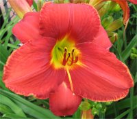 Hemerocallis James Marsh - Photo d'une h�m�rocalle