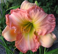 Hemerocallis Jane Meyer - Image d'H�m�rocalle