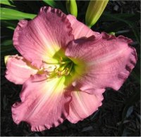 Hemerocallis Jedi blue note - H�m�rocalle