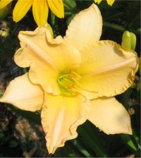 Hemerocallis Kecia - Phot d'une h�m�rocalle