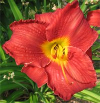Hemerocallis Kent favorite two - Image d'une h�m�rocalle