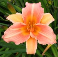 Hemerocallis Lady Inara - H�m�rocalle