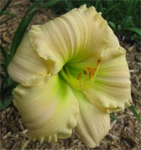 Hemerocallis Lauren Leah - Image d'h�m�rocalle