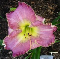 Hemerocallis Light years away - Photo d'une h�m�rocalle