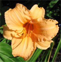 Hemerocallis Louise Manelis - Photo d'une d'h�m�rocalle