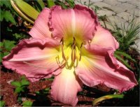Hemerocallis Mae Graham - H�m�rocalle