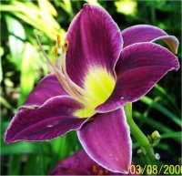 Hemerocallis Mage ouest - H�m�rocalle