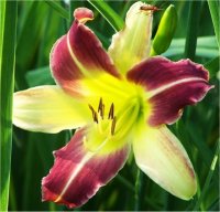 Hemerocallis Magic Dawn - H�m�rocalle