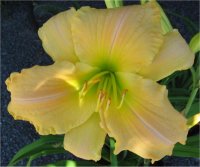 Hemerocallis Margaret Davis - Photo d'h�m�rocalle