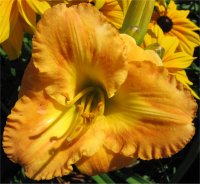 Hemerocallis Margareth seawright - Image de fleur d'h�m�rocalle