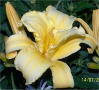 Hemerocallis Mary Todd - H�m�rocalle