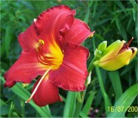 Hemerocallis Mateus - H�m�rocalle