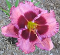 Hemerocallis Mc Beth - Image de fleur d'H�m�rocalle