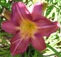 Hemerocallis Mighty mogul - Photo d'h�m�rocalle en fleur