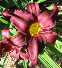 Hemerocallis Minstrel boys - Photo d'une h�m�rocalle en fleurs