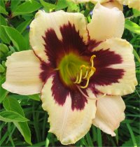 Hemerocallis Moonlight mascarade - Image d'une h�m�rocalle