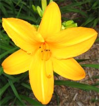 Hemerocallis Orange prelude - Photo d'une fleur d'h�m�rocalle