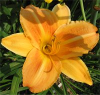 Hemerocallis Orange slice - Image d'une h�m�rocalle