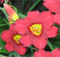 Hemerocallis Pardon me - Photo de fleur d'h�m�rocalle pardon me