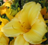 Hemerocallis Patterned gold - Photo de fleur h�m�rocalle