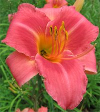 Hemerocallis Persian market - Photo de plante h�m�rocalle