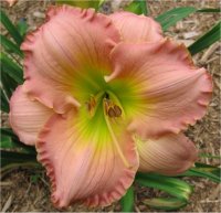 Hemerocallis Pink ambrosia - Photo de fleur d'h�m�rocalle