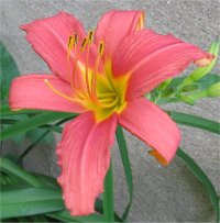 Hemerocallis Pink damask - Image d'une fleur d'h�m�rocalle