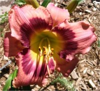 Hemerocallis Pirate's promise - Image d'h�m�rocalle