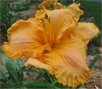 Hemerocallis Polynesian love song - Photo d'h�m�rocalle