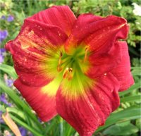 Hemerocallis Pretty Blanche - Image de fleur d'h�m�rocalle