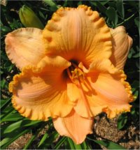 Hemerocallis Pure and simple - Photo d'une fleur d'h�m�rocalle