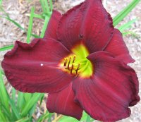 Hemerocallis Purple rain dance - Photo de fleur H�m�rocalle