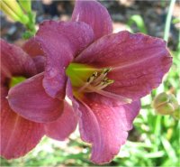 Hemerocallis Raspberry pixie - Photo d'h�m�rocalle raspberry pixie