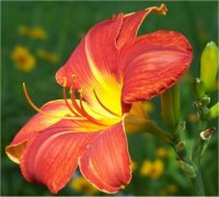 Hemerocallis Red Rum - Image de fleur d'h�m�rocalle