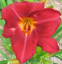 Hemerocallis Red volunteer - Photo fleur h�m�rocalle