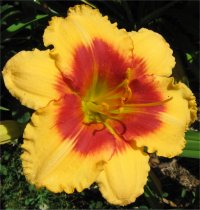 Hemerocallis Renegade lady - Image de fleurs d'h�m�rocalle