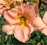 Hemerocallis Second thoughts - Image d'une h�m�rocalle