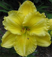 Hemerocallis Siloam Siloam Harrol flickinger - Photo de fleur d'h�m�rocalle