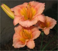 Hemerocallis Siloam little girl - Photo d'h�m�rocalle fleur