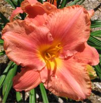 Hemerocallis South seas - Photo de fleur d'h�m�rocalle