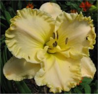 Hemerocallis Spacecoast scrambled - Photo d'H�m�rocalle