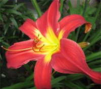 Hemerocallis Spiderman - Photo d'une fleur d'H�m�rocalle spiderman