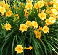 Hemerocallis Stella de Oro - H�m�rocalle
