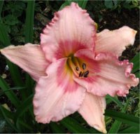 Hemerocallis Strawberry fields forever - Photo d'une H�m�rocalle